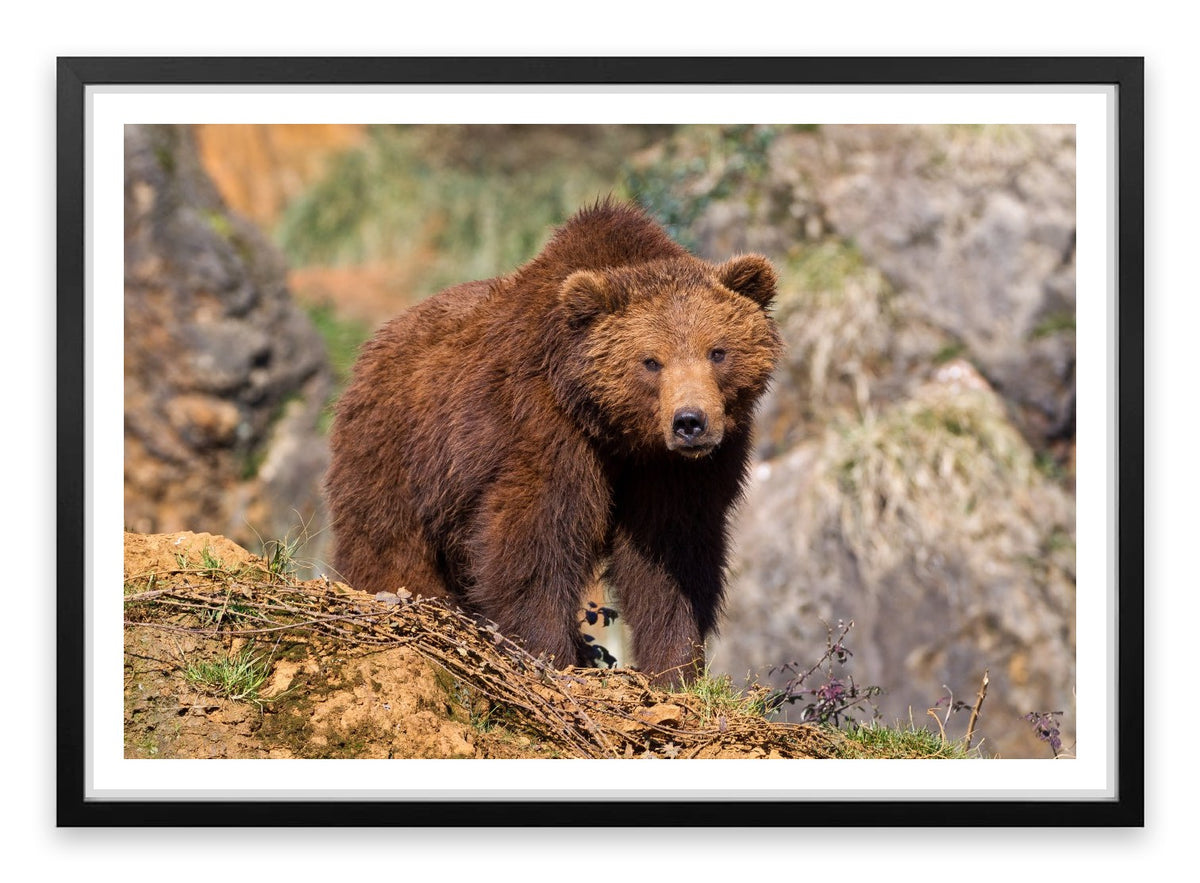 Grizzly bear
