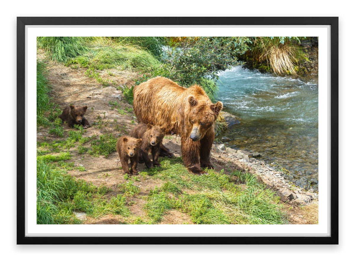 Grizzly cubs