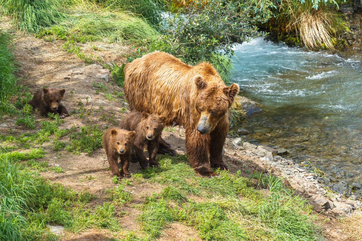 Grizzly cubs