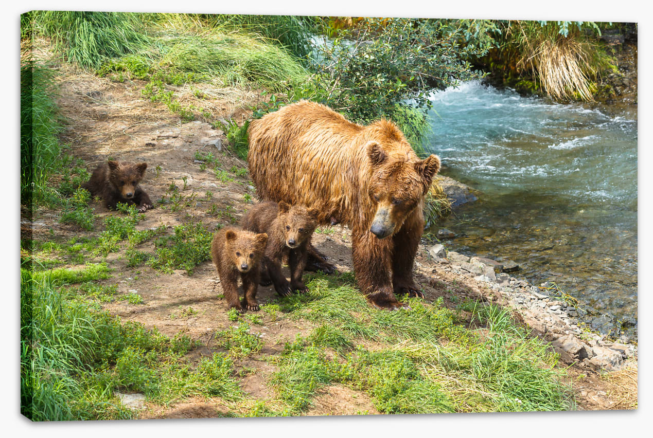 Grizzly cubs