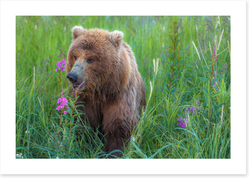 Bear in the grass
