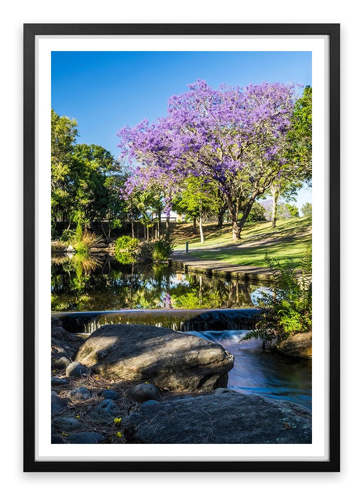 Morning Jacaranda