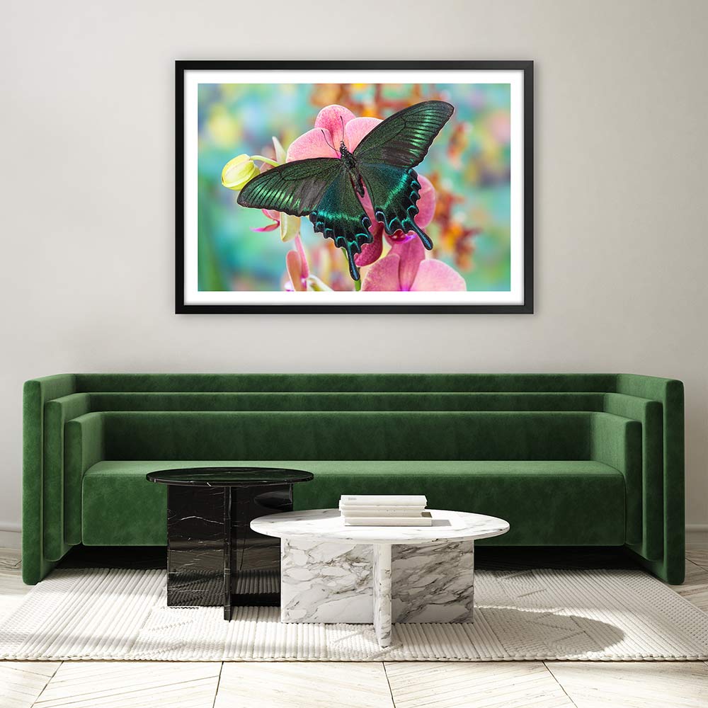 Alpine black swallowtail