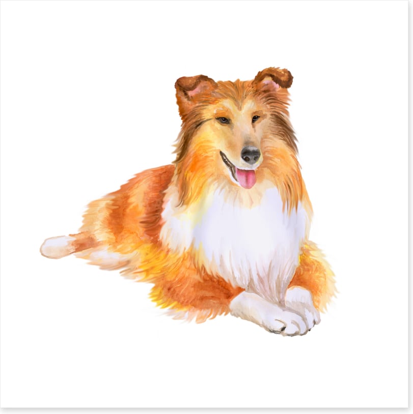 Shetland sheepdog at rest