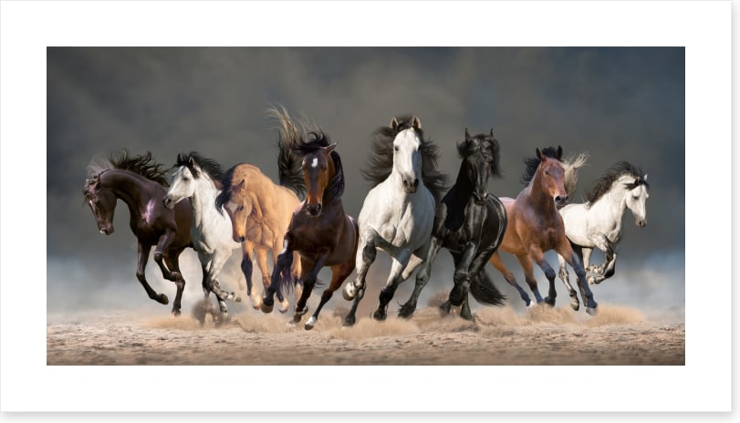 Eight galloping horses
