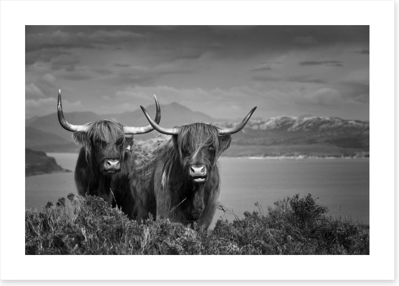 Highland cattle (Custom)