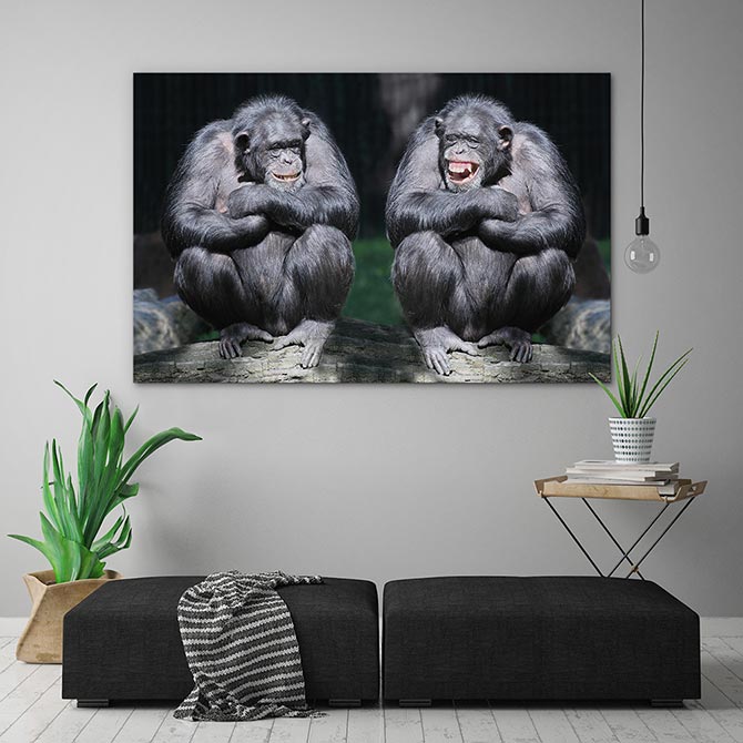 Beautiful Photos - Chimps
