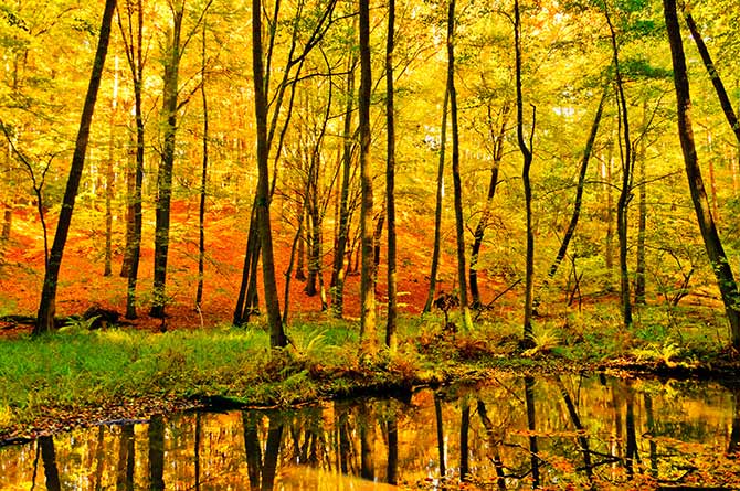 Nature Pictures Autumn Forest