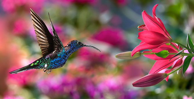 Nature Pictures Hummingbird