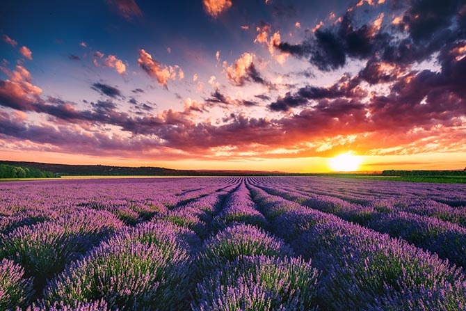 Nature Pictures Lavender