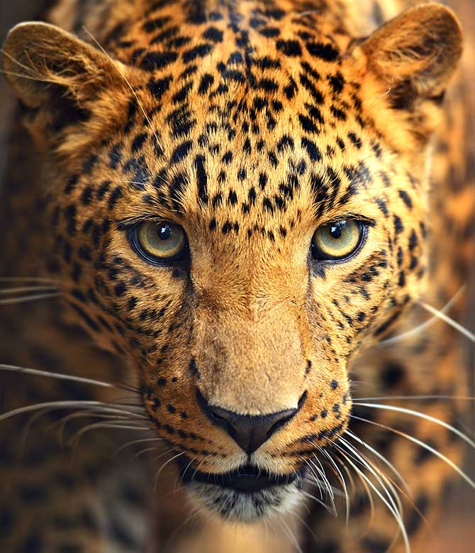 Nature Pictures Leopard