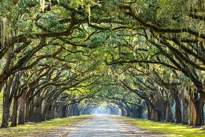 Nature Pictures tree tunnel