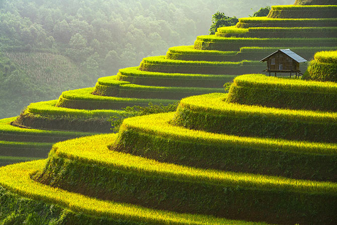 Nature Pictures Rice Terrace