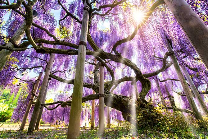 Nature Pictures Wisteria