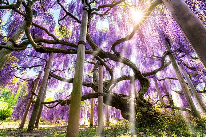 Nature Pictures Wisteria