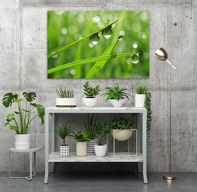 interior design ideas with indoor plants