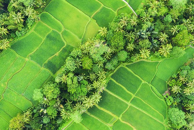 drone photography of rice fields