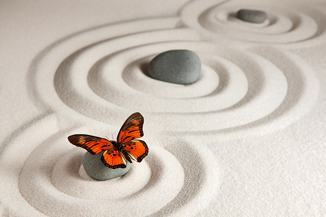 butterfly zen pictures