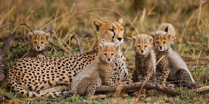 cheetah wildlife art