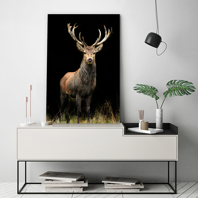 deer wildlife art