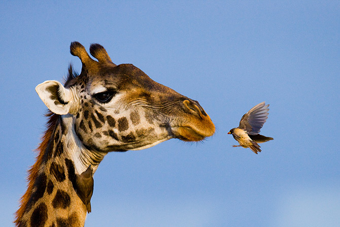 giraffe wildlife art