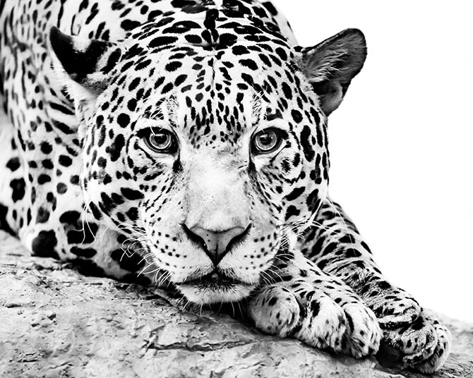 jaguar wildlife art