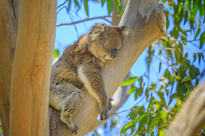 wildlife art of koalas
