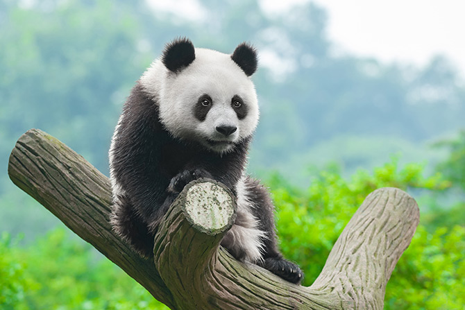 wildlife art of pandas