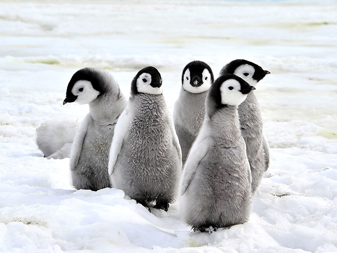 wildlife art of penguins
