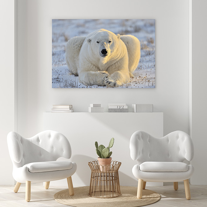 wildlife art of polar bears