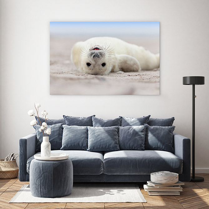 wildlife art of seals