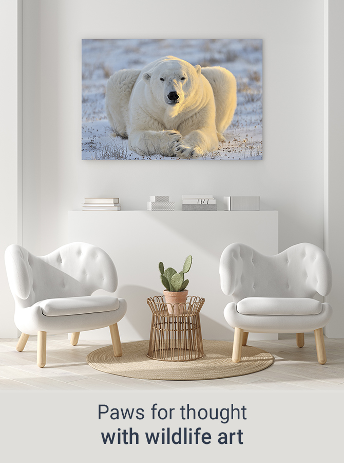 Wildlife Polar Bear 3D Magic Window Wall Art Self Adhesive Poster V1* 