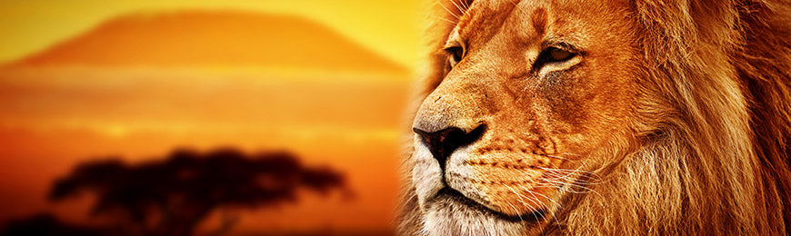 African Photography by Wall Art Prints