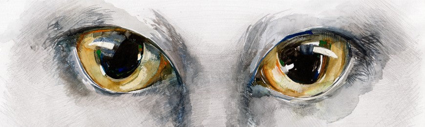 Animal Art by Wall Art Prints