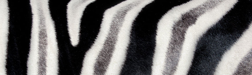 Animal Print by Wall Art Prints