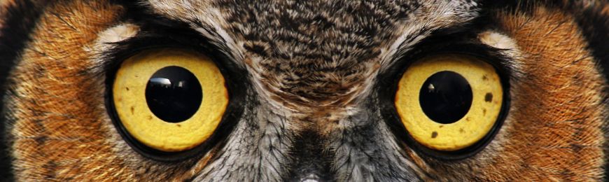 Bird Photography by Wall Art Prints