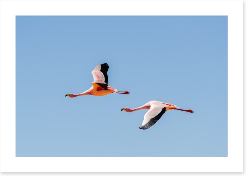 Flamingo flight