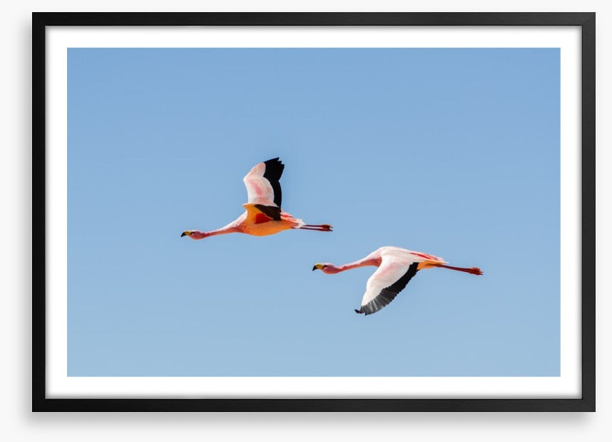 Flamingo flight