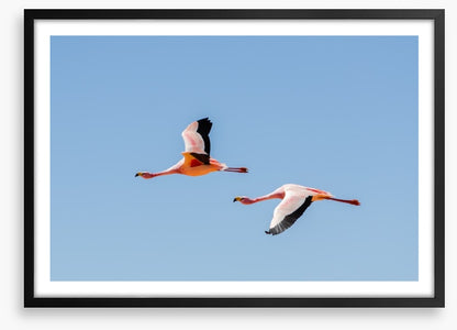 Flamingo flight