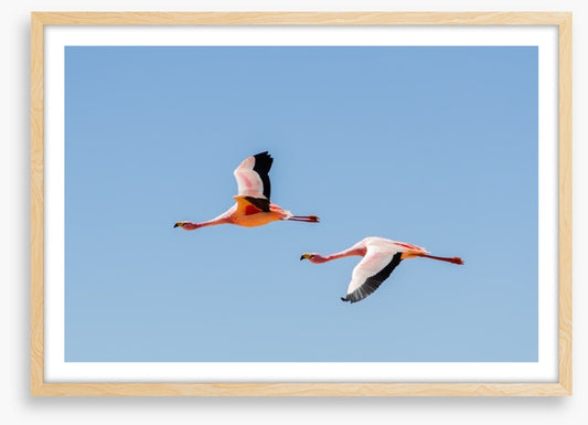 Flamingo flight