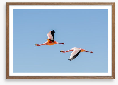 Flamingo flight