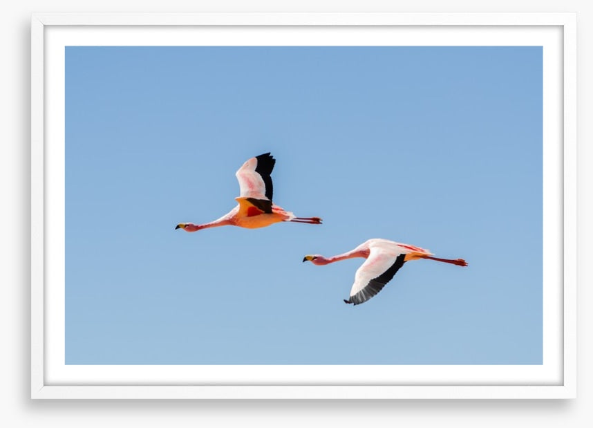 Flamingo flight