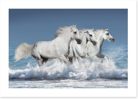 Ocean run