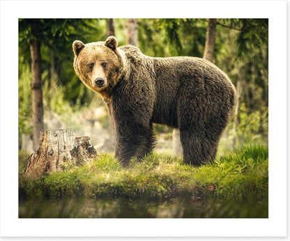 Brown bear surprise