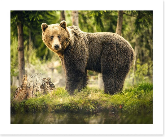 Brown bear surprise