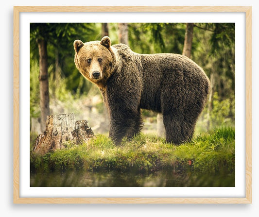 Brown bear surprise