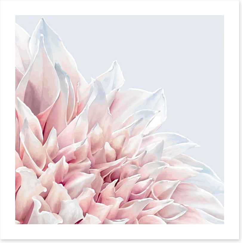 Soft pink dahlia