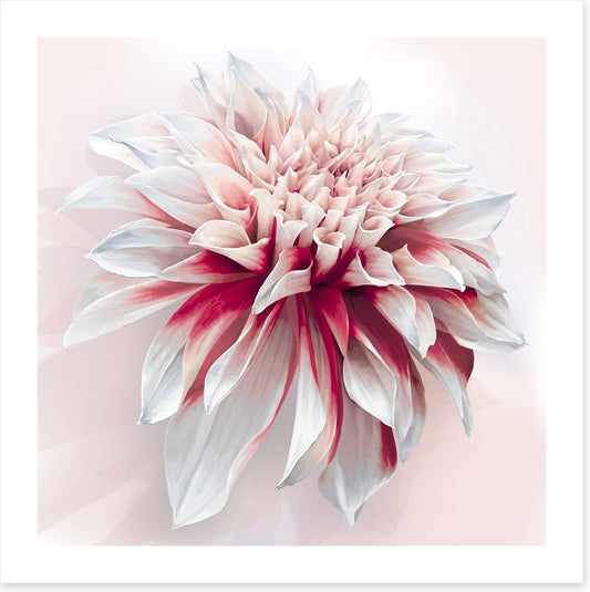 Dahlia delight
