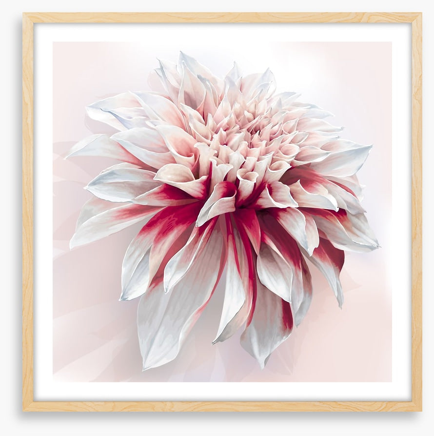 Dahlia delight