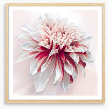 Dahlia delight